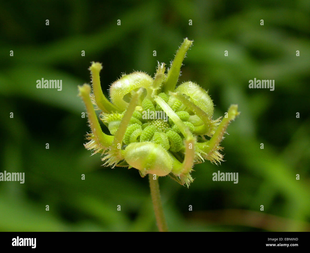 Campo calendula (Calendula arvense), frutta, Germania Foto Stock