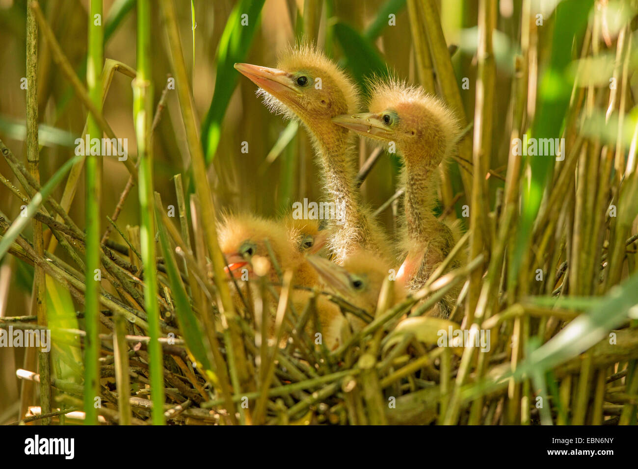 Tarabusino (Ixobrychus minutus), pulcini in attesa per i loro genitori in controluce, in Germania, in Baviera Foto Stock