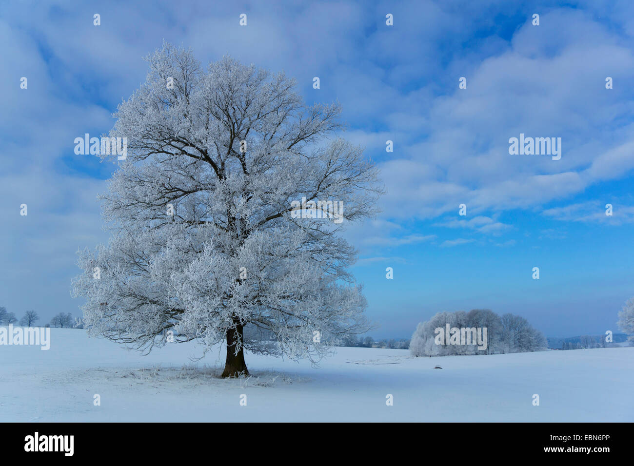 Brina su unico albero nel paesaggio invernale, in Germania, in Sassonia, Jocketa Foto Stock
