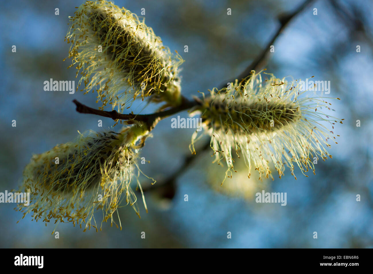 Willow, vimini (Salix spec.), maschio amenti, Germania, Sassonia Foto Stock