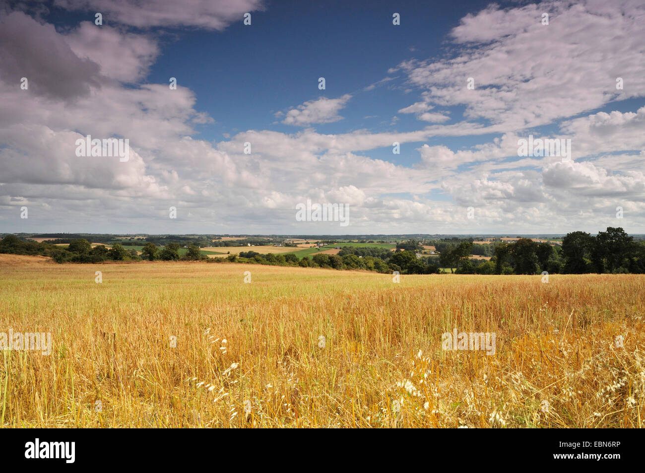 Vasta collinare paesaggio di campo con campo di stoppie in estate, Francia Bretagna, Plevenon Foto Stock