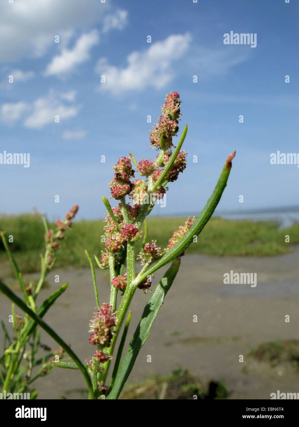 Erba-lasciava orache (Atriplex littoralis), infiorescenza, Germania, Bassa Sassonia, Baltrum Foto Stock