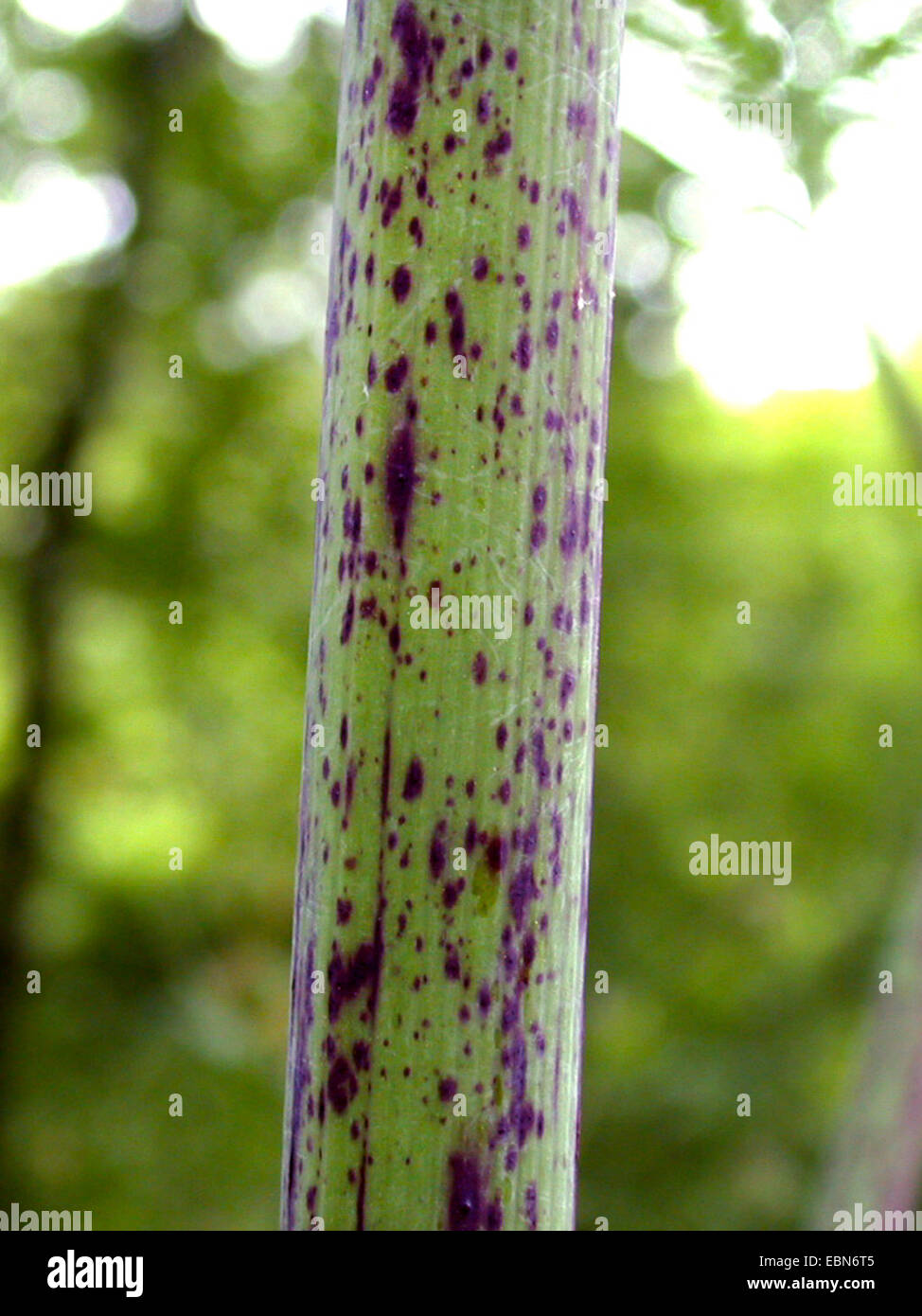 Il veleno la cicuta (Conium maculatum), spottet germoglio, Germania Foto Stock