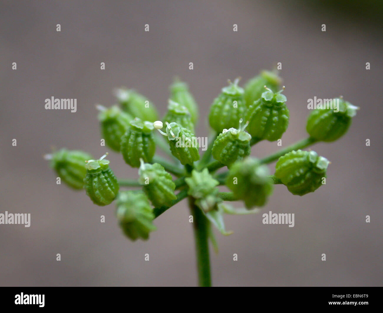 Il veleno la cicuta (Conium maculatum), infructescence, Germania Foto Stock