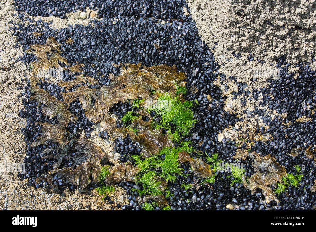 Cozza blu, bay cozze, cozza, comune Cozza blu (Mytilus edulis), colonia in zona di marea, Irlanda, Testa Downpatrik Foto Stock