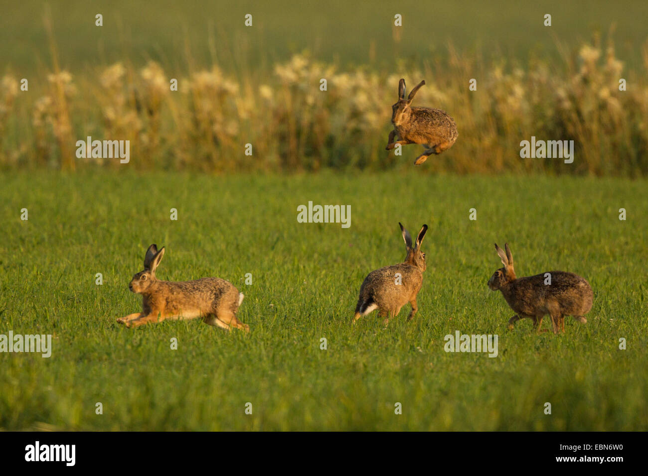 Lepre europea, Marrone lepre (Lepus europaeus), tre maschi corteggiare una femmina, in Germania, in Baviera, Isental Foto Stock