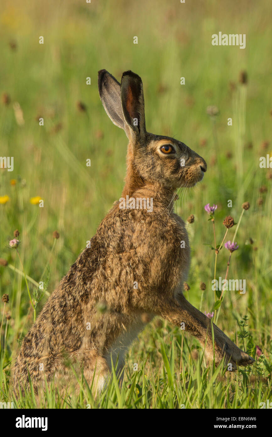 Lepre europea, Marrone lepre (Lepus europaeus), fissando, in Germania, in Baviera Foto Stock