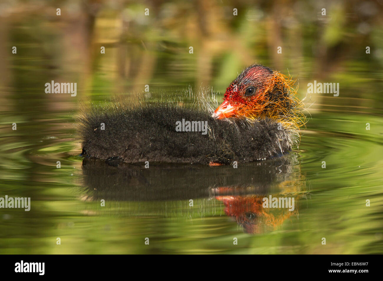 Nero la folaga (fulica atra), pochi giorni pulcino, in Germania, in Baviera Foto Stock