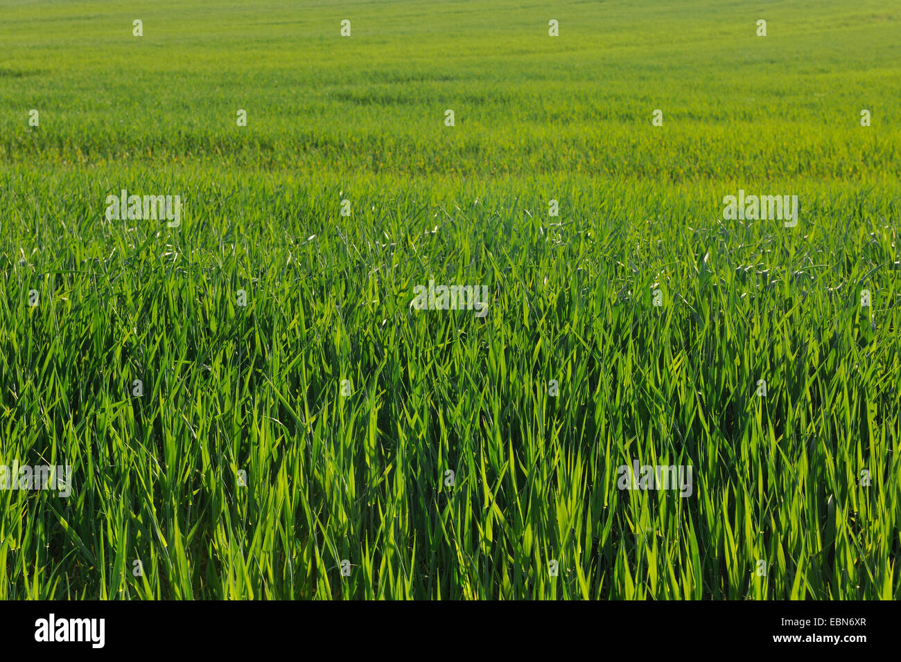 Verde campo di grano in primavera, Germania Foto Stock