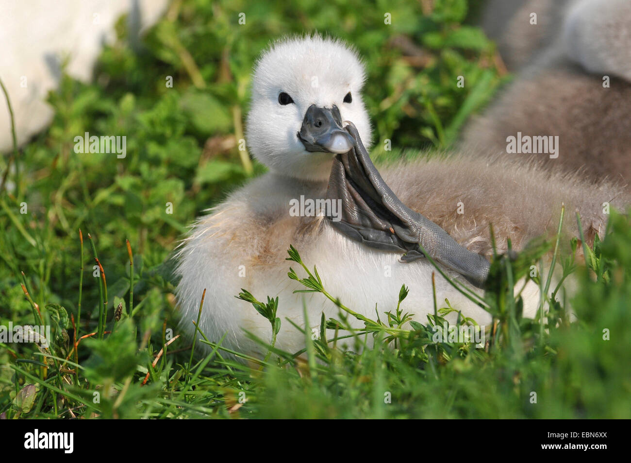 Cigno (Cygnus olor), chick seduto in un prato e graffiare il suo becco, Germania Foto Stock