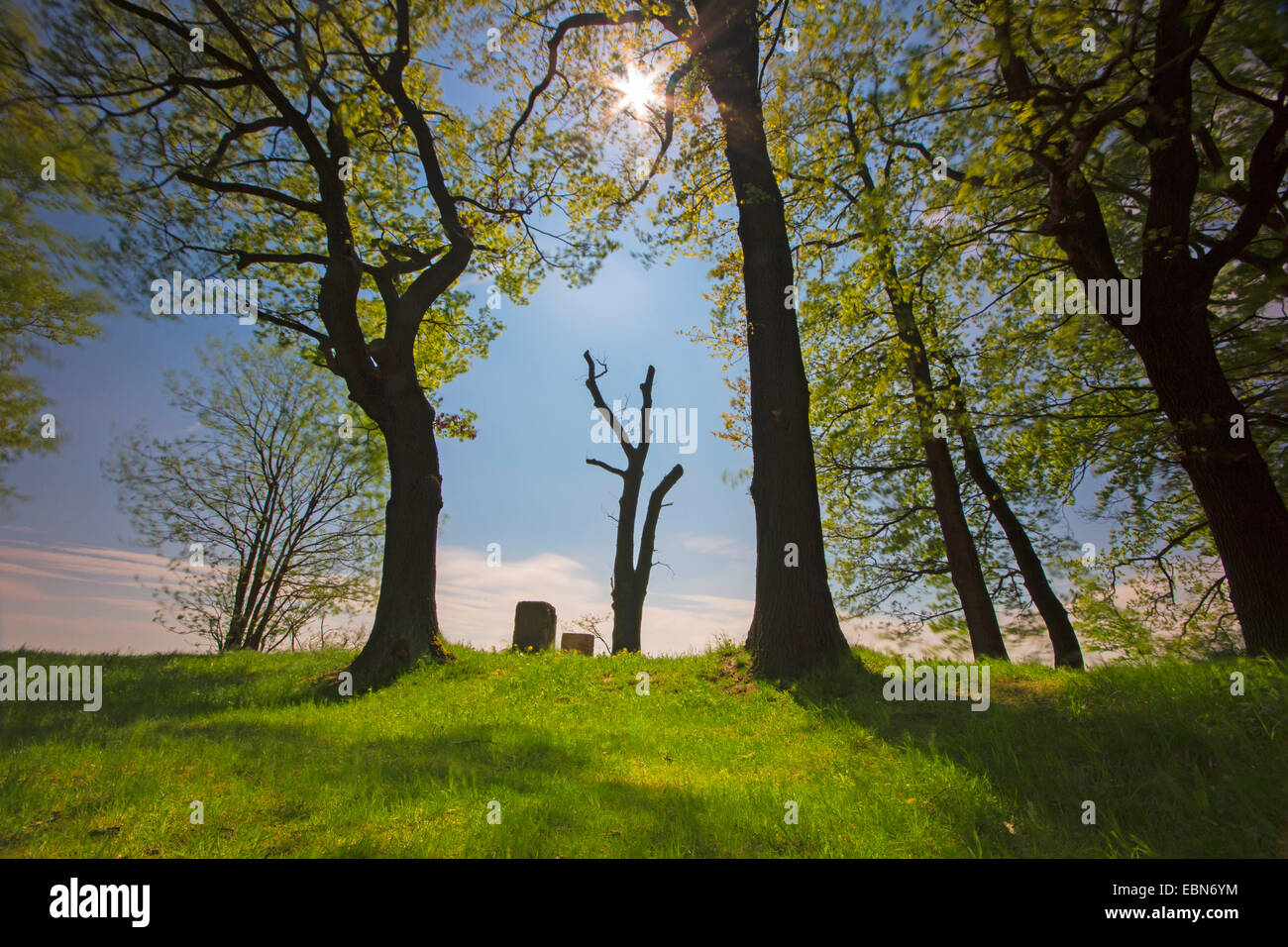 Prato e querce in primavera, Germania, Thueringen, Plothen Foto Stock