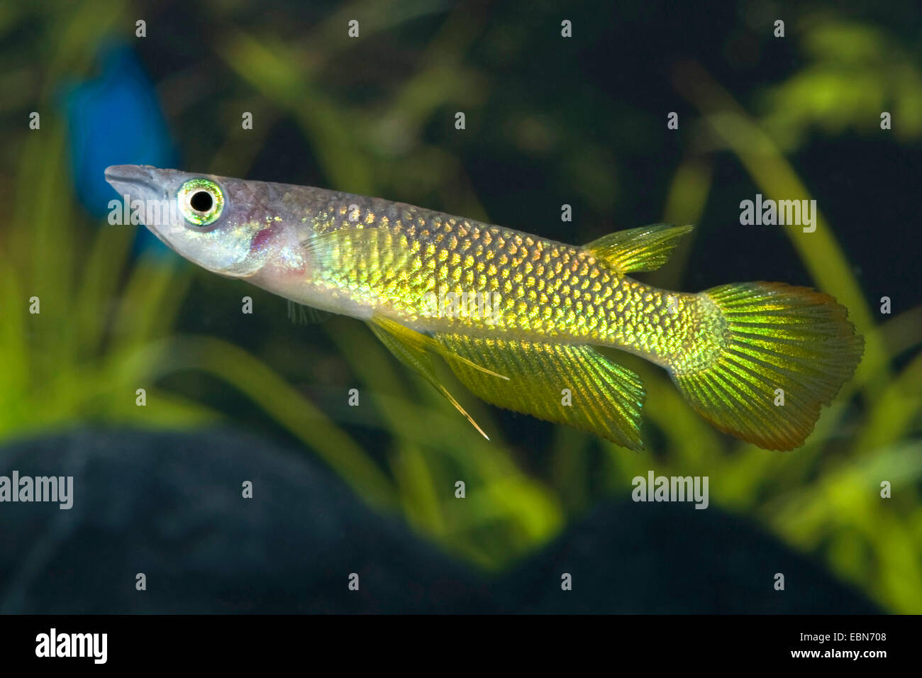 Fiancheggiata panchax, Gold-Piku, Golden striato (Panchax Aplocheilus lineatus), oro di razza Foto Stock