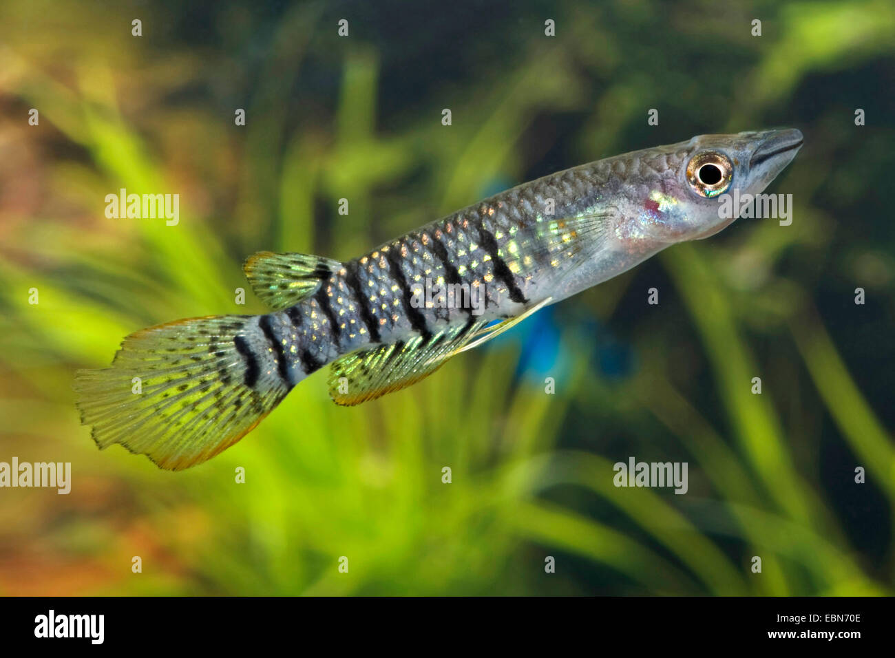Rivestito (panchax Aplocheilus lineatus), oro di razza Foto Stock