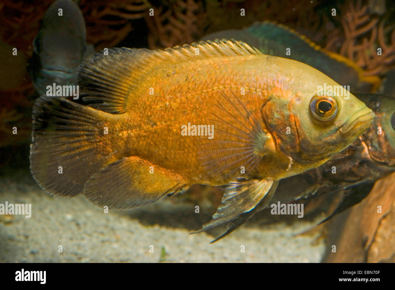 Oscar Oscar cichlid, velluto cichlid (Astronotus ocellatus), rosso di razza Foto Stock