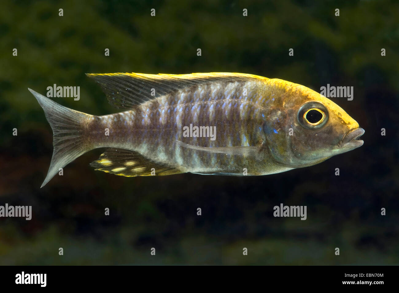 Trinity il peacock, Sulfurhead peacock, Sulfurhead Malawi-Cichlid (Aulonocara maylandi), nuoto Foto Stock