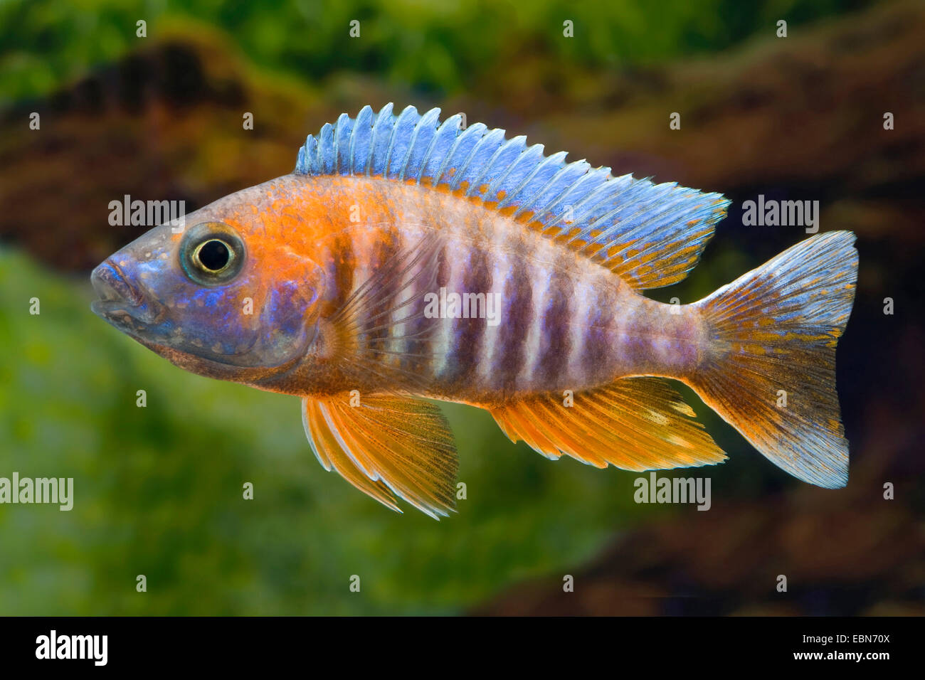 Il lago Malawi cichlid butterfly, Fairy cichlid (Aulonocara jacobfreibergi), razza Eureka Foto Stock