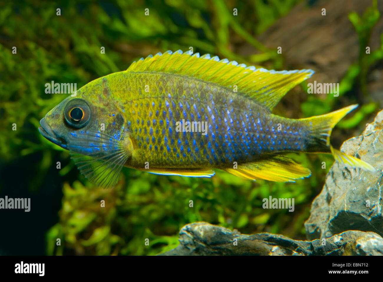 Il lago Malawi cichlid butterfly, Fairy cichlid (Aulonocara jacobfreibergi), razza Mamelela Foto Stock