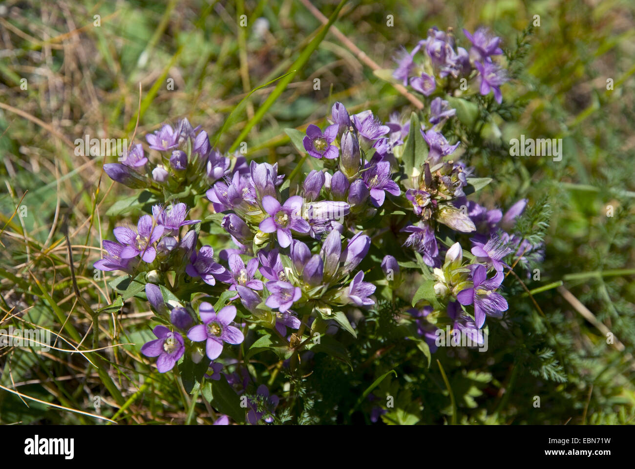 Il tedesco genziana, Chiltern genziana (Gentiana germanica, Gentianella germanica), fioritura, Svizzera, Grimseltal Foto Stock