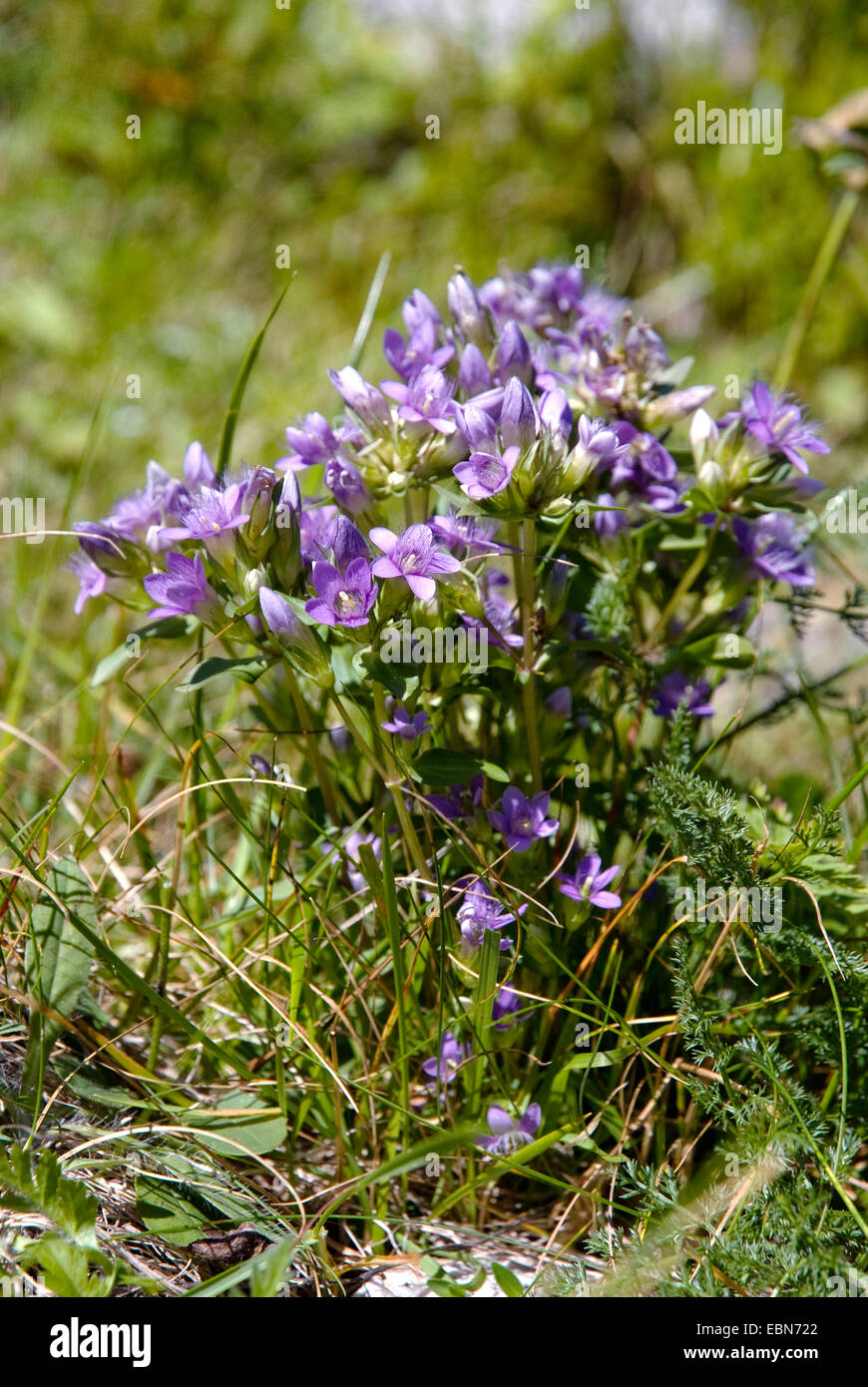 Il tedesco genziana, Chiltern genziana (Gentiana germanica, Gentianella germanica), fioritura, Svizzera Foto Stock