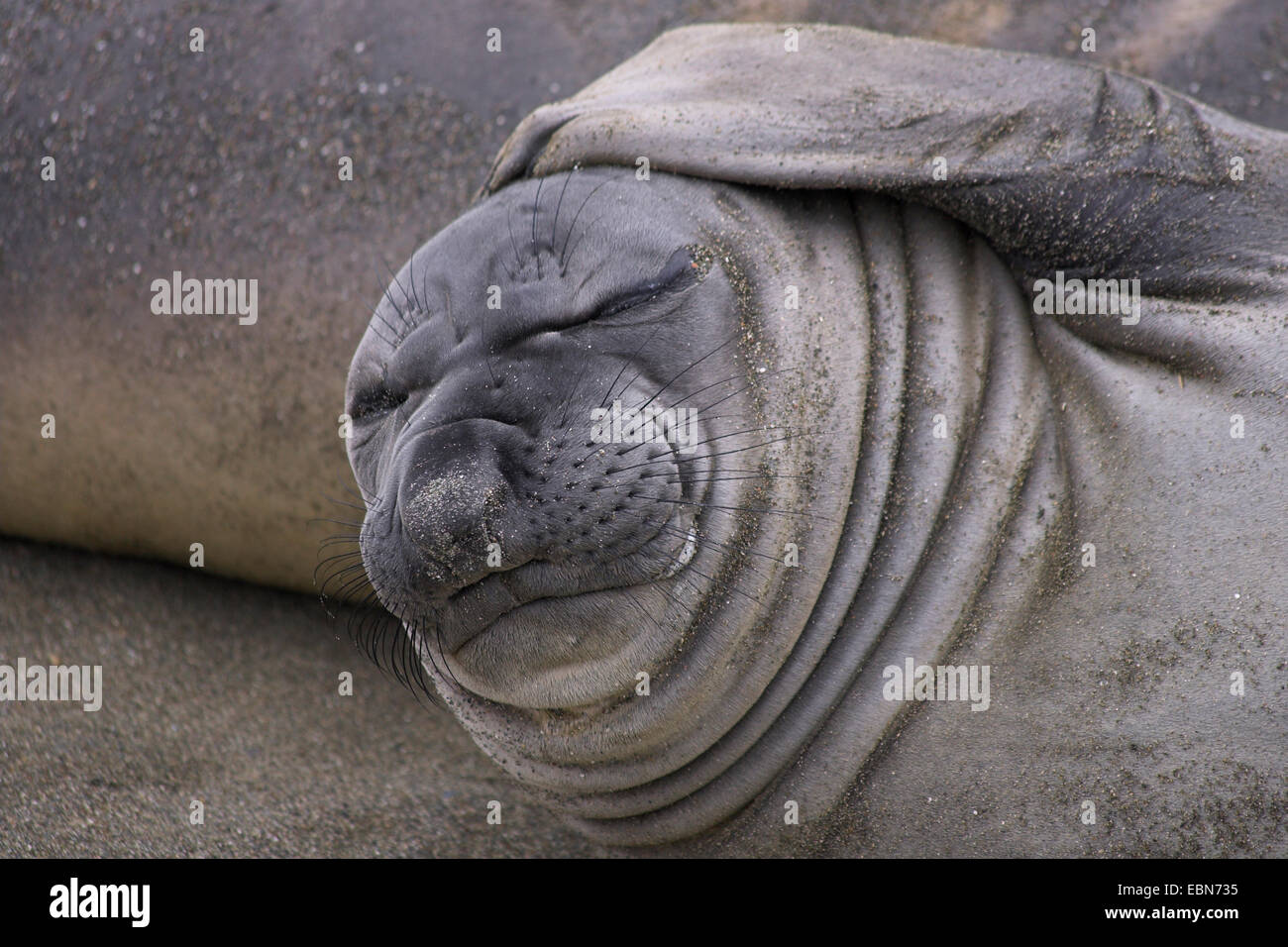 Northern guarnizione di elefante (Mirounga angustirostris), juvenil, graffiatura, Messico, Baja California, Islas San Benito Foto Stock