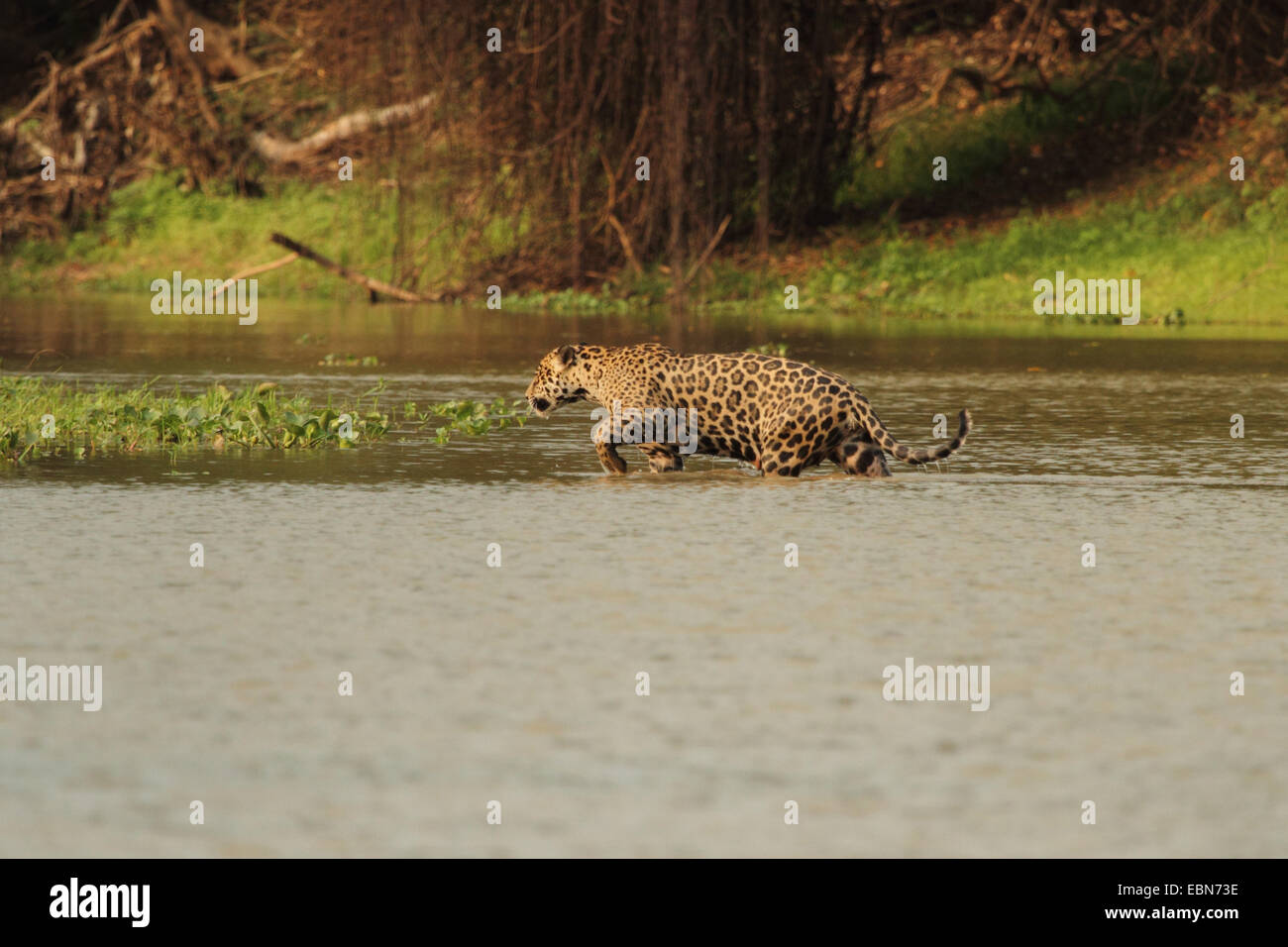 Jaguar (Panthera onca), attraversando il fiume del Brasile, Matto Grosso, Pantanal, Rio Cuiaba Foto Stock