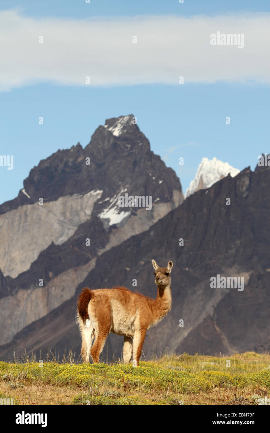 Guanaco (Lama guanicoe), di fronte montagne sullo sfondo, Cile, Ultima Esperanza, Parco Nazionale Torres del Paine Foto Stock