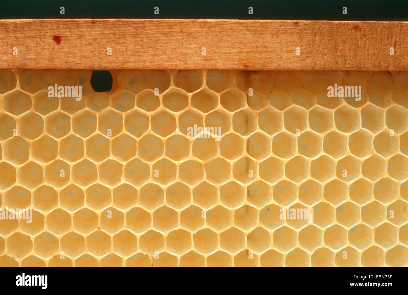 Il miele delle api, hive bee (Apis mellifera mellifera), nidi, Germania Foto Stock