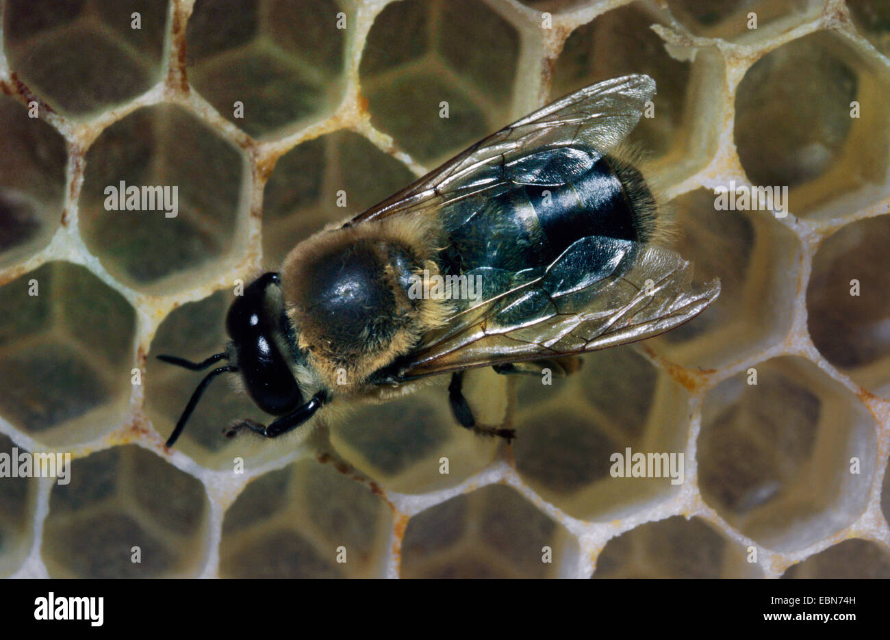 Il miele delle api, hive bee (Apis mellifera mellifera), drone sul drone pettini, Germania Foto Stock