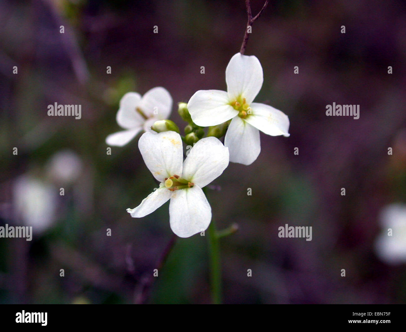 Sabbia Rock-crescione (Cardaminopsis arenosa, Arabidopsis arenosa), fiore, Germania Foto Stock