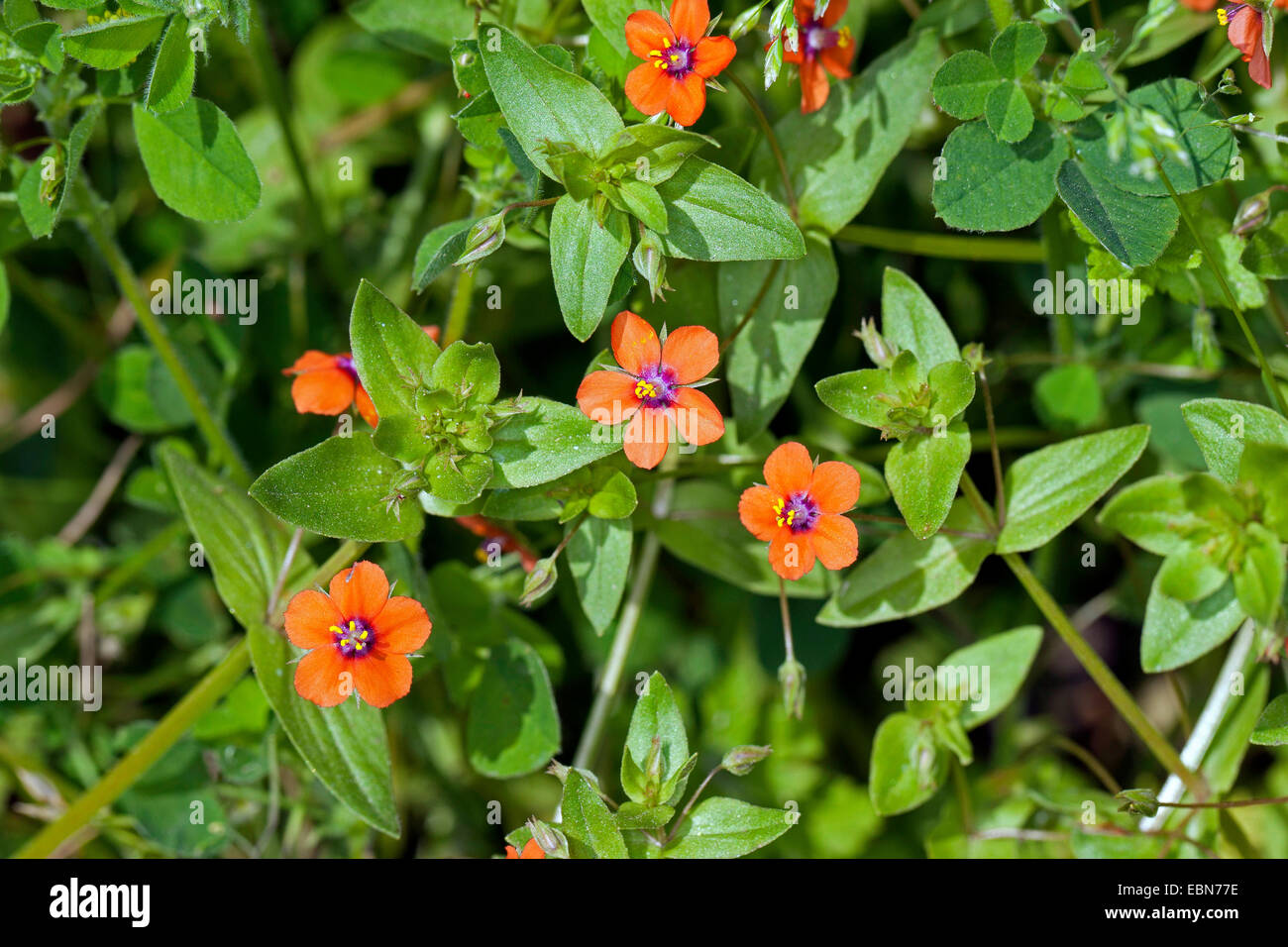 Comune, pimpernel scarlet pimpernel, uomo povero weatherglass (Anagallis arvense), fioritura, Germania Foto Stock