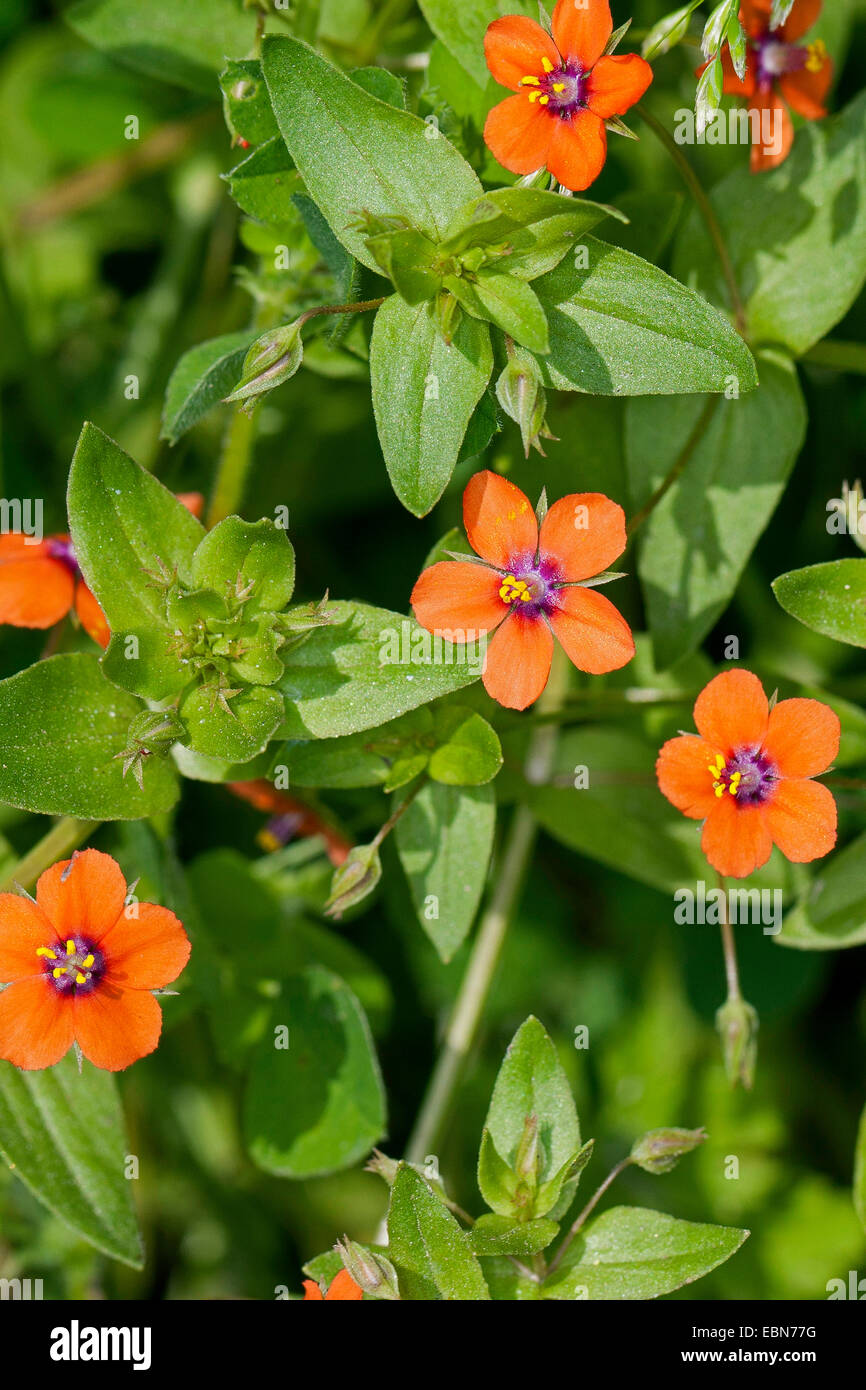 Comune, pimpernel scarlet pimpernel, uomo povero weatherglass (Anagallis arvense), fioritura, Germania Foto Stock