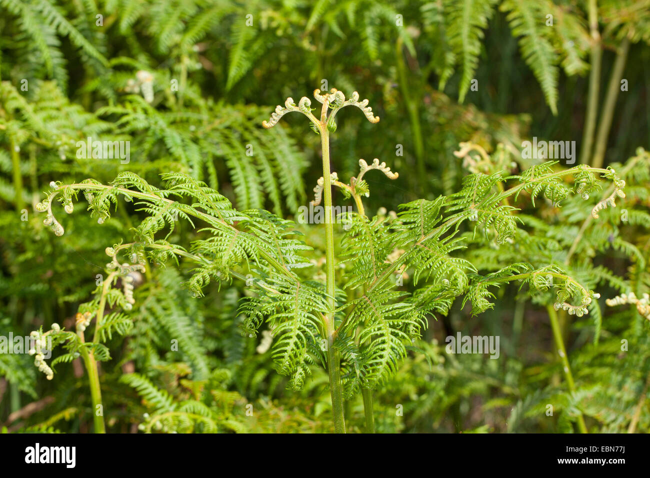 Bracken fern (Pteridium aquilinum), sviluppo di foglia, Germania Foto Stock