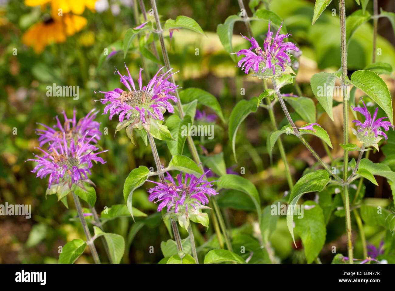 Wild bergamotto bee-Balsamo, Wild bergamotto, Bee balm (Monarda fistulosa), fioritura Foto Stock