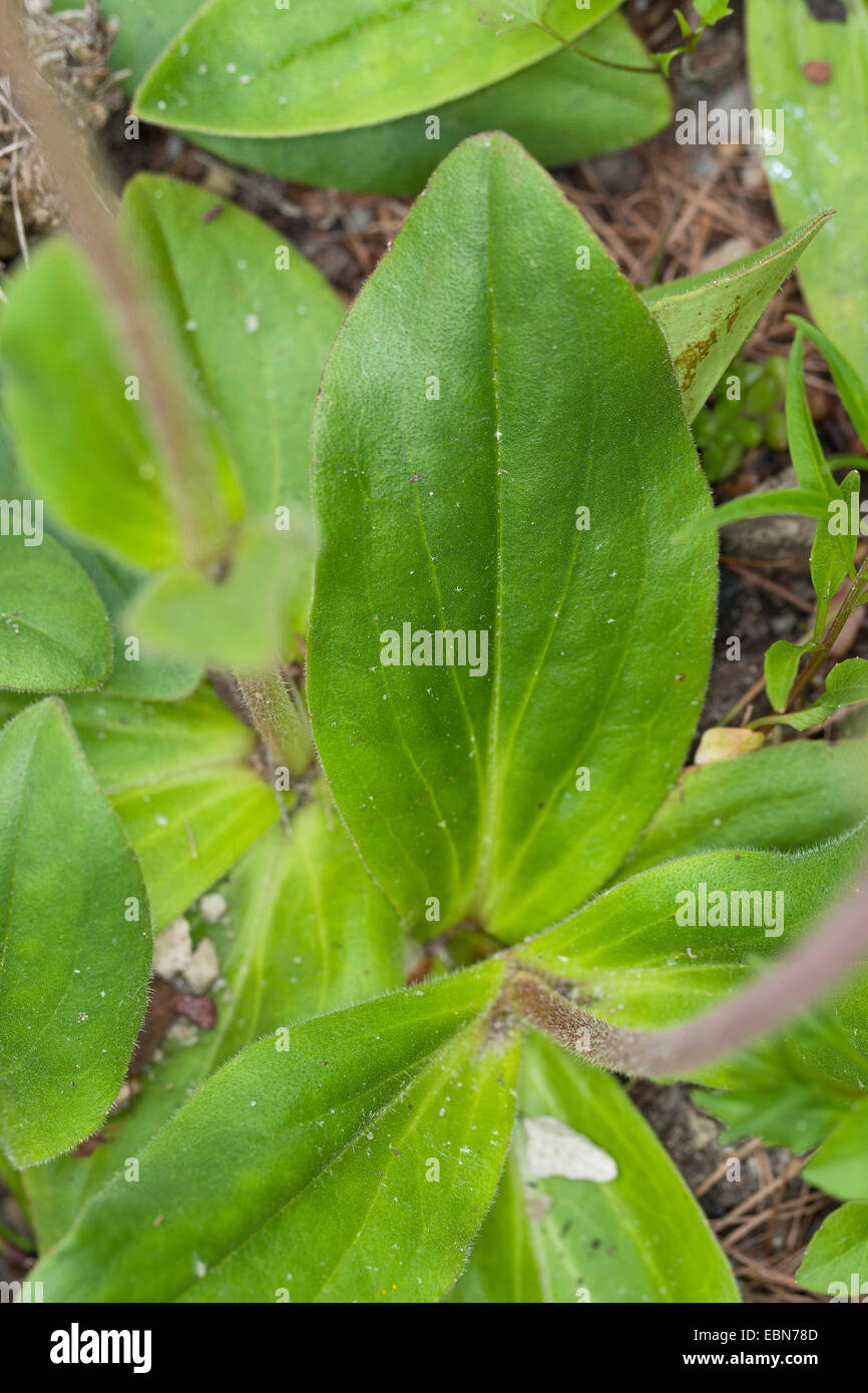 Europea (arnica Arnica montana), foglie, Germania Foto Stock