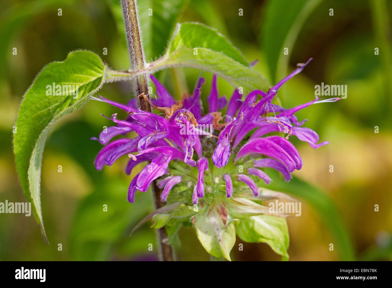 Wild bergamotto bee-Balsamo, Wild bergamotto, Bee balm (Monarda fistulosa), fioritura Foto Stock