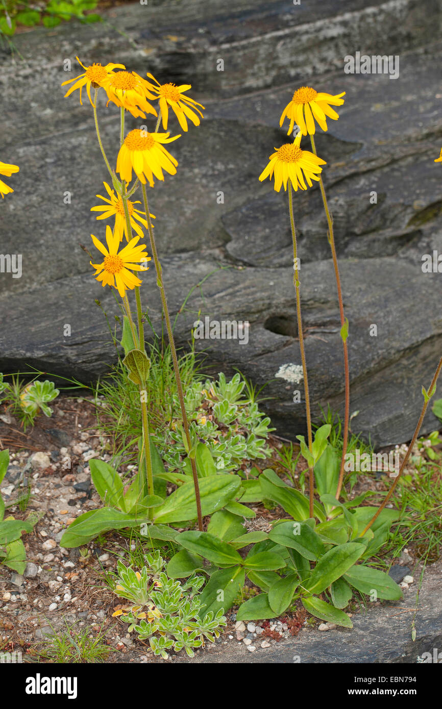 Europea (arnica Arnica montana), fioritura ad una roccia, Germania Foto Stock