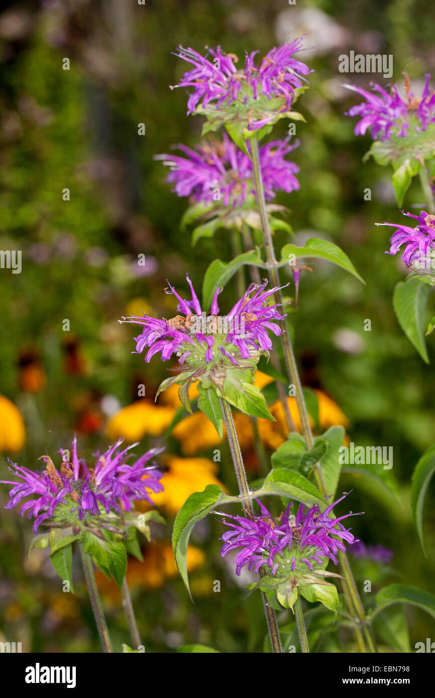 Wild bergamotto bee-Balsamo, Wild bergamotto, Bee balm (Monarda fistulosa), fioritura Foto Stock