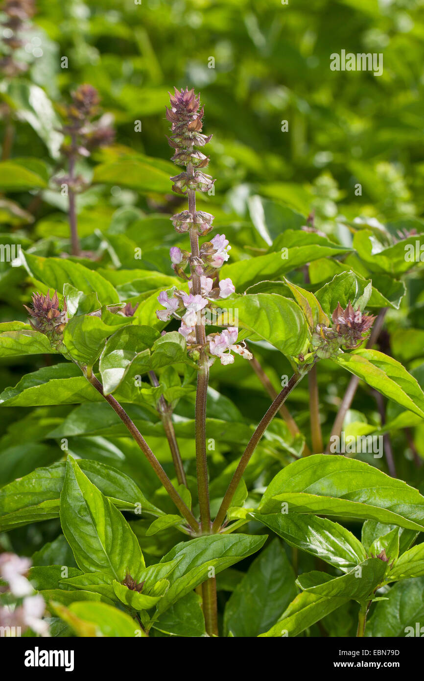 Basilio, basilico tailandese, basilico dolce (Ocimum basilicum), fioritura Foto Stock