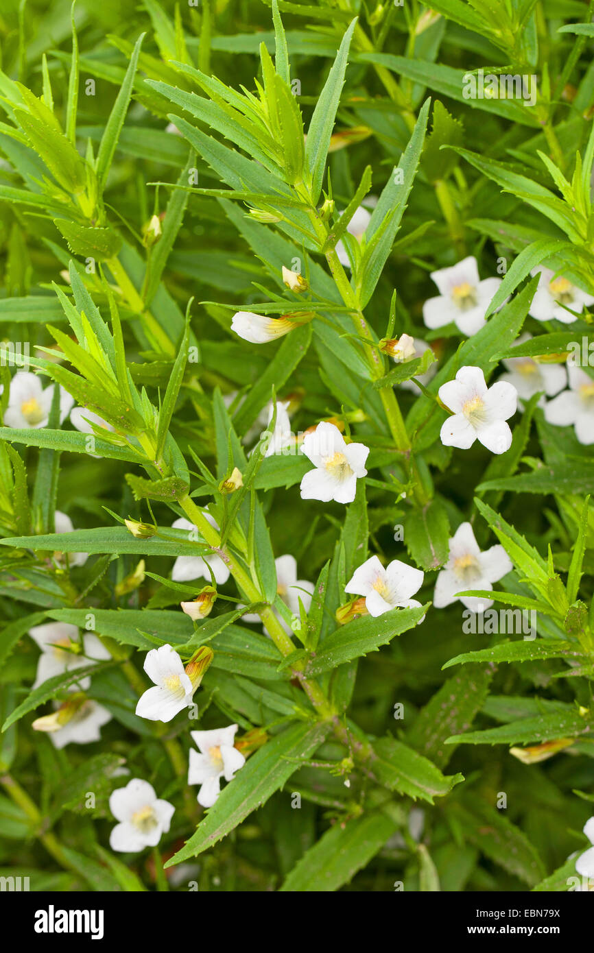 Hedge-Hyssop, Hedgehyssop comune (Gratiola officinalis), fioritura Foto Stock