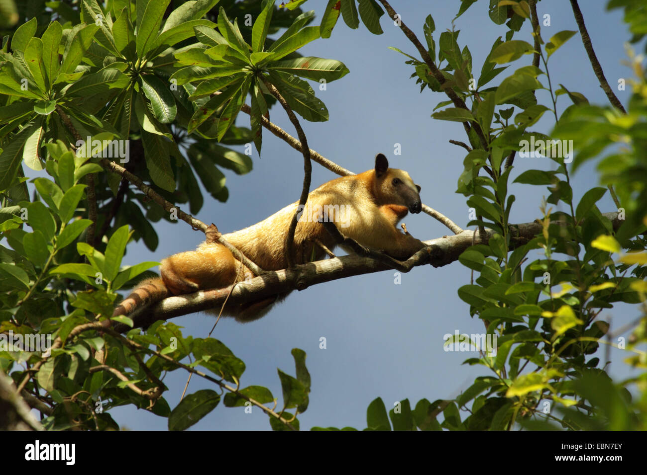 Southern Tamandua (Tamandua tetradactyla), seduta in rami , Perù, Loreto, Pacaya Samiria National Park Foto Stock