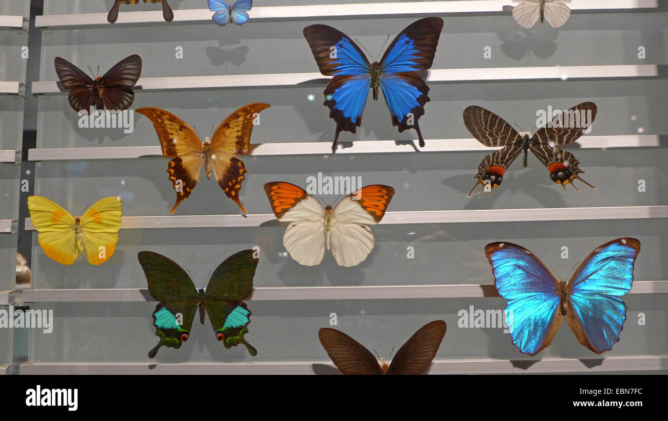 Show case con una collezione di farfalle tropicali Foto Stock