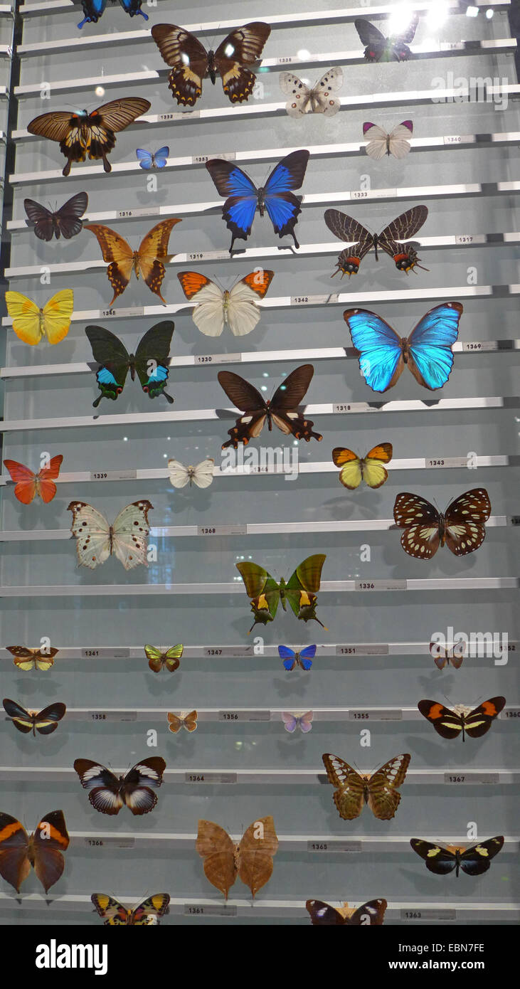 Show case con una collezione di farfalle tropicali Foto Stock