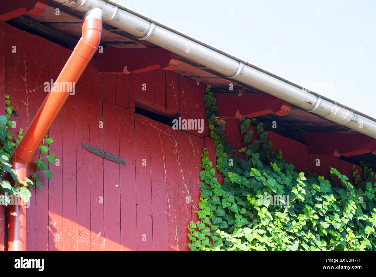 Apertura per la soffitta in un capannone, cavità cave come nascondigli per gli animali, Germania Foto Stock