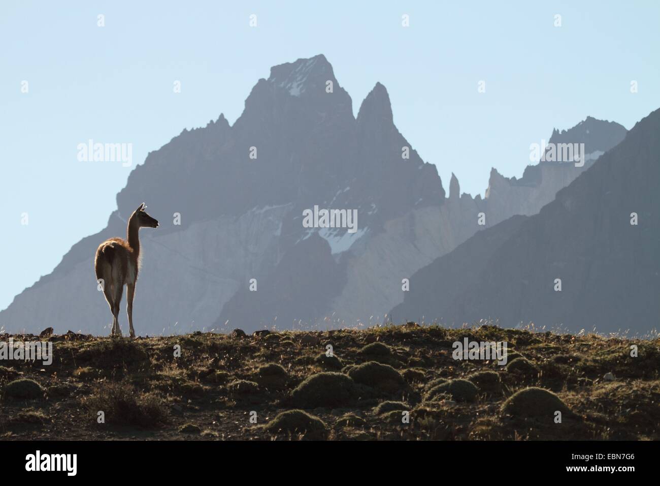 Guanaco (Lama guanicoe), di fronte montagne sullo sfondo, Cile, Ultima Esperanza, Parco Nazionale Torres del Paine Foto Stock