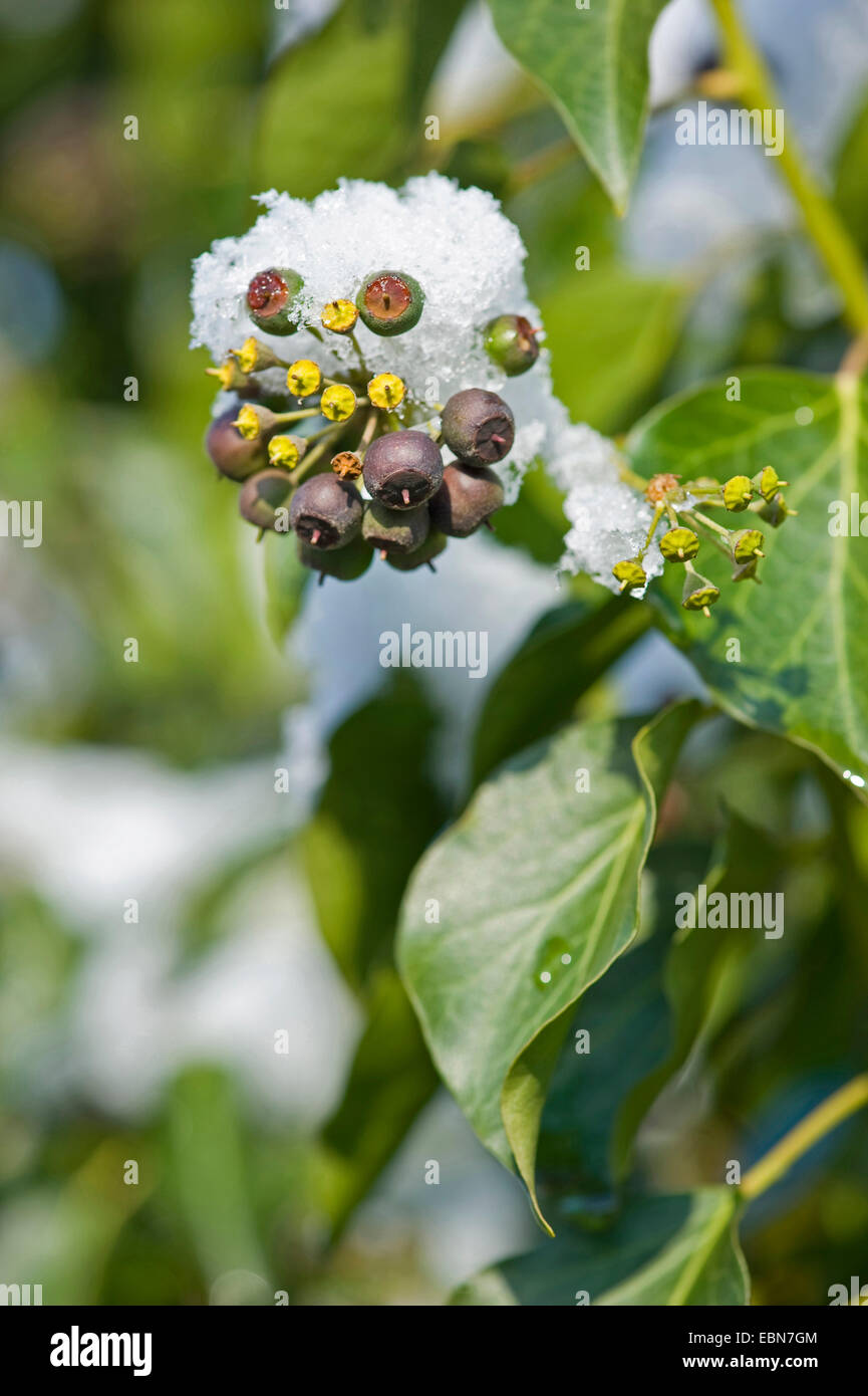 English ivy, comune edera (Hedera helix), infructescence con neve, Germania Foto Stock