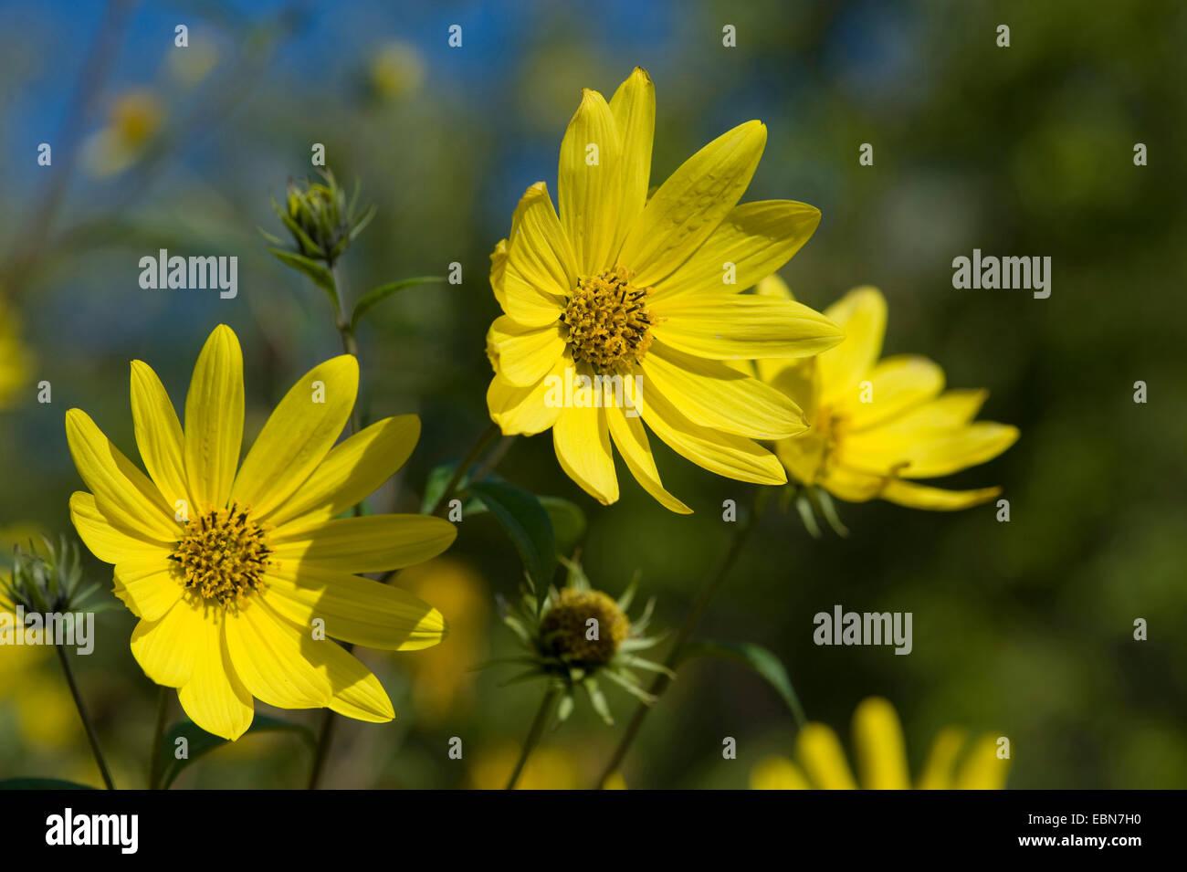 Tall girasole (Helianthus giganteus), fioritura Foto Stock