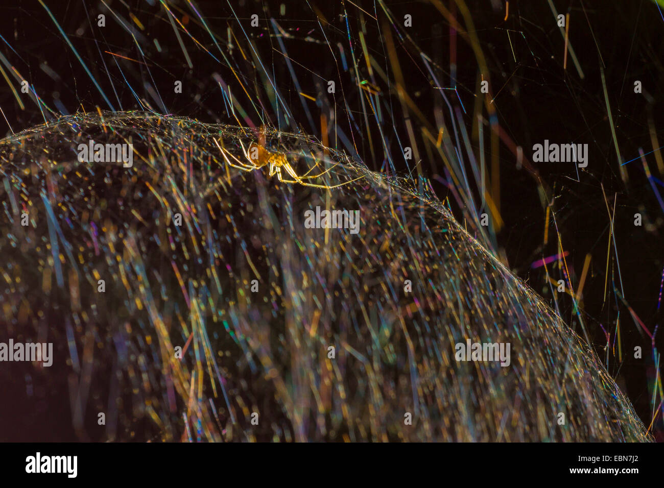Foglio-web tessitori, foglio-web filatori, linea di tessitura di ragni, tessitori di linea, denaro ragni (Linyphiidae), in netto sferica in controluce, in Germania, in Baviera Foto Stock