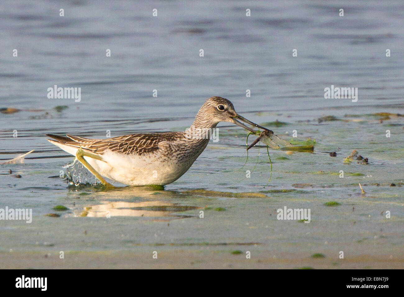 Comune (greenshank Tringa nebularia), alimentazione di libellula, in Germania, in Baviera, il Lago Chiemsee Foto Stock