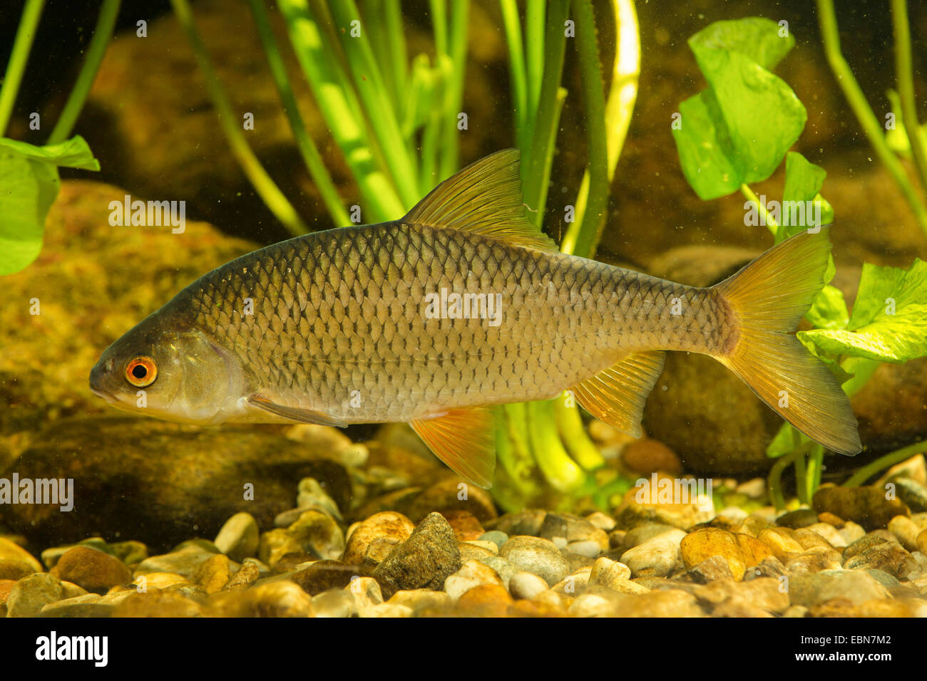 Roach, balcanica roach (Rutilus rutilus, Leuciscus rutilus), nuoto Foto Stock