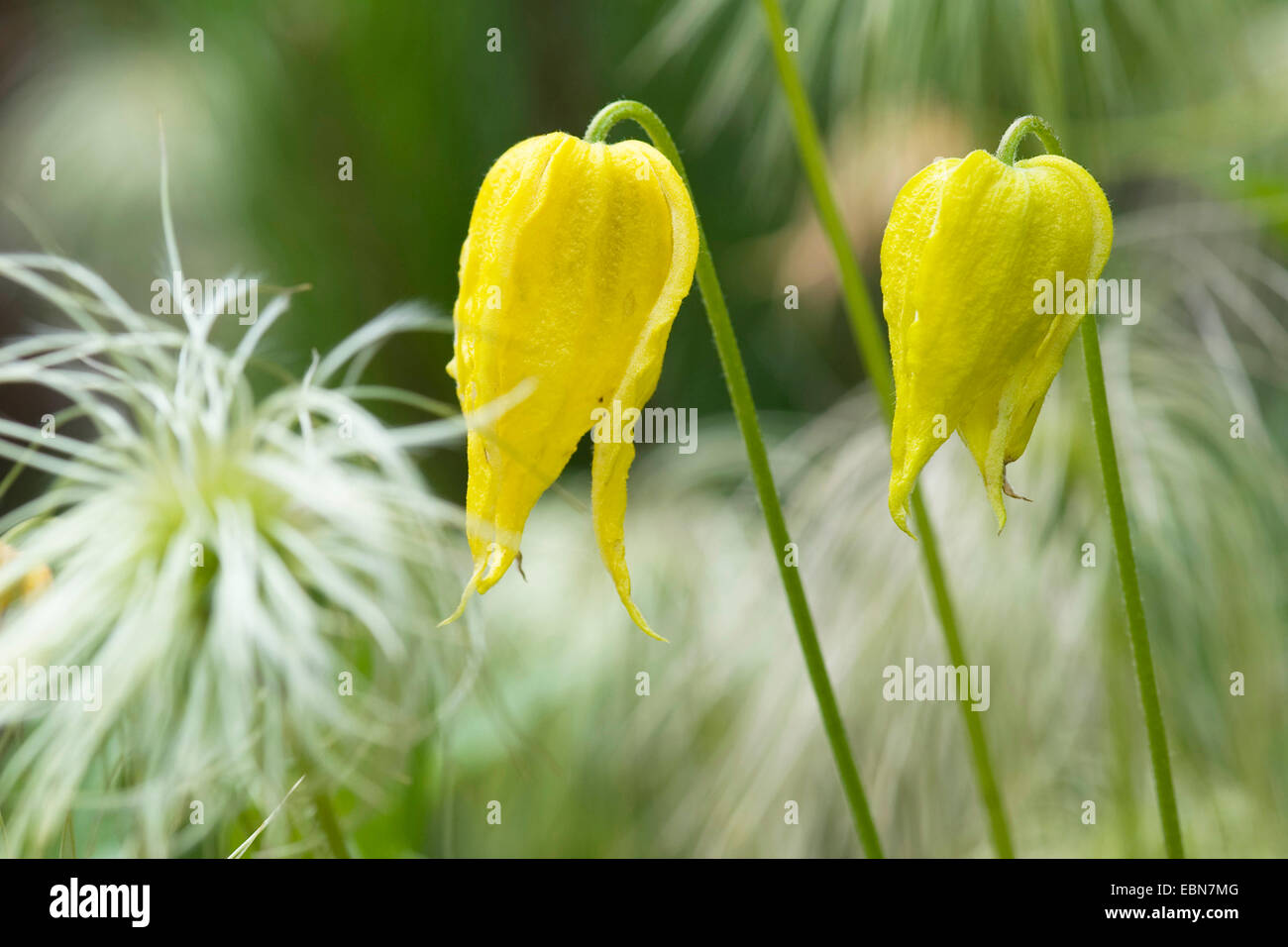 Golden clematis (Clematis tangutica), fiori Foto Stock